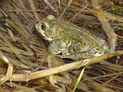 Экологи просят смотреть под ноги: берегите ольхонскую жабу